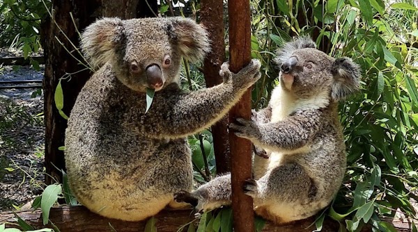 Currumbin Wildlife Sanctuary 4