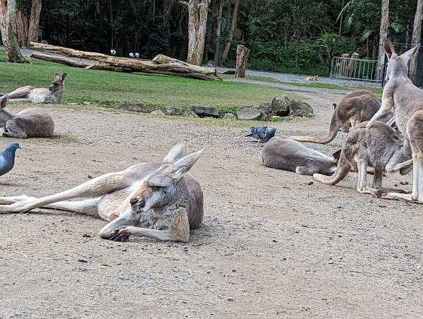 Currumbin Wildlife Sanctuary 3