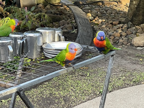 Currumbin Wildlife Sanctuary 2