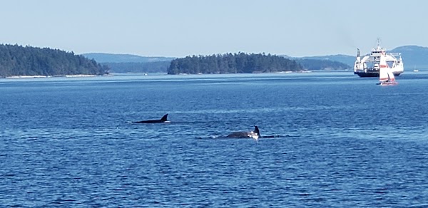 Salt Spring Island 4