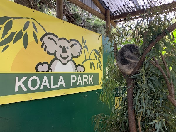 Koala Park Sanctuary Sydney 4
