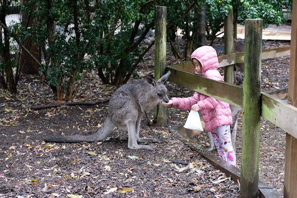 Koala Park Sanctuary Sydney 3
