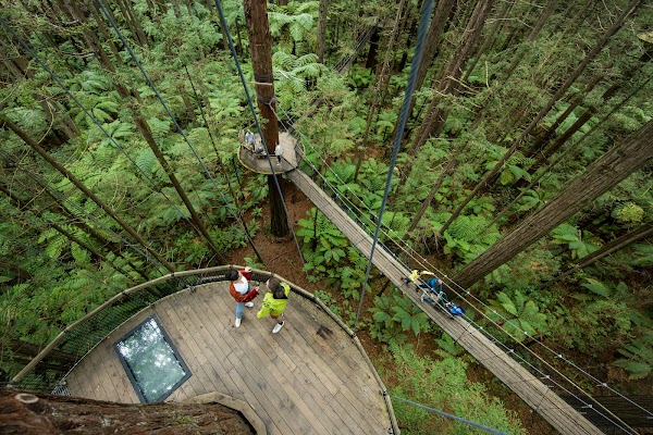 Redwoods Treewalk 1