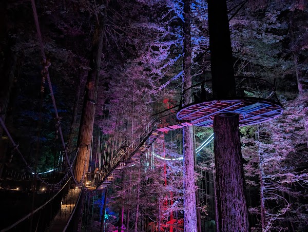 Redwoods Treewalk 4