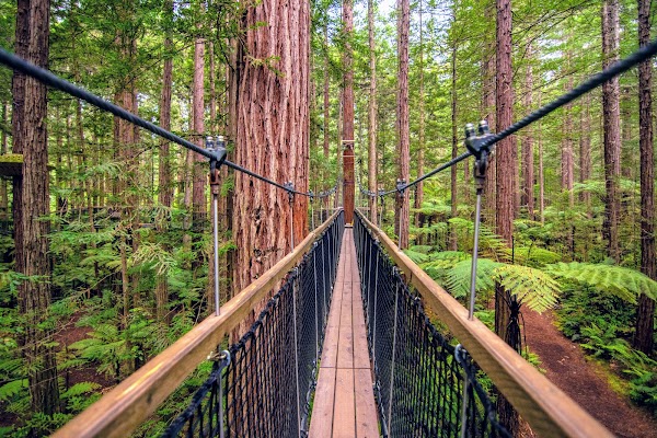 Redwoods Treewalk 3