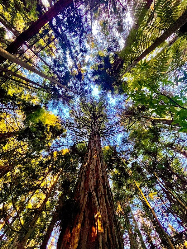 Redwoods Treewalk 2