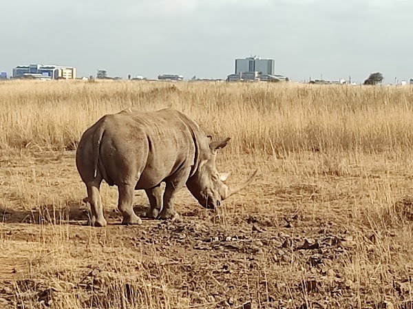 Nairobi National Park 1