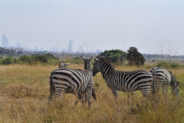 Nairobi National Park 5