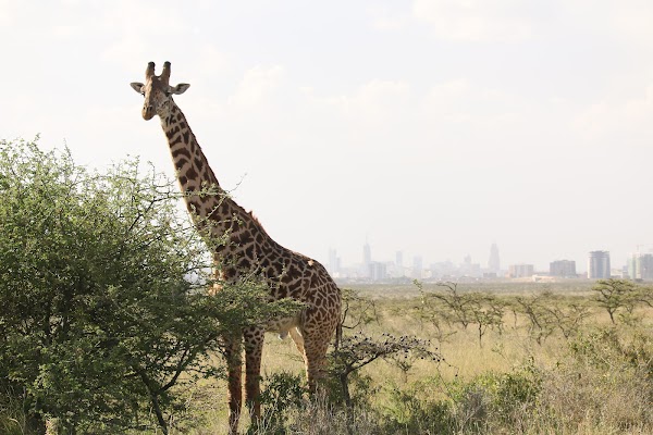 Nairobi National Park 4