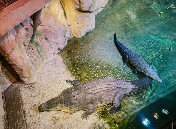 Dubai Aquarium & Underwater Zoo 5