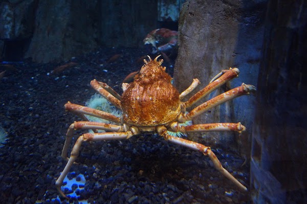Dubai Aquarium & Underwater Zoo 4