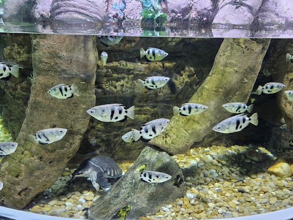 Dubai Aquarium & Underwater Zoo 3