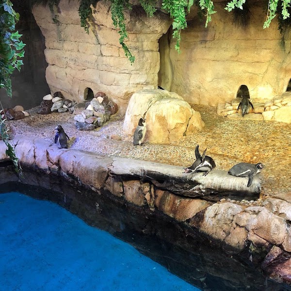 Dubai Aquarium & Underwater Zoo 2