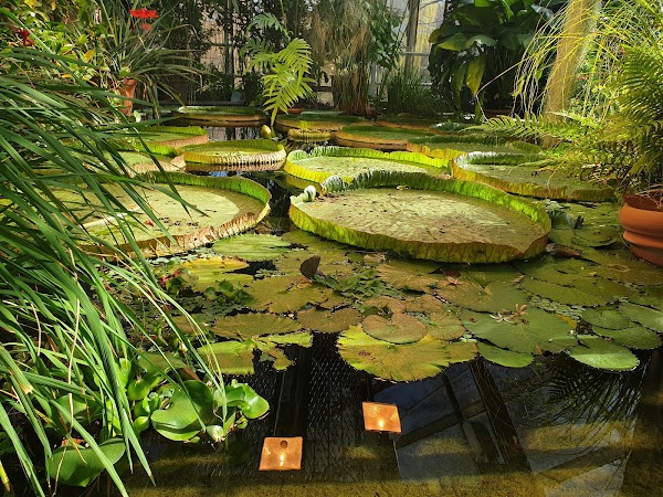 The Botanical Garden