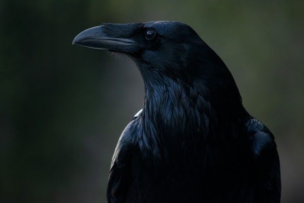 Queen Charlotte Sound 3
