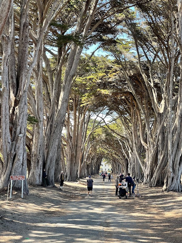 Cypress Tree Tunnel 2