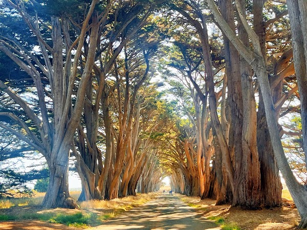 Cypress Tree Tunnel 1