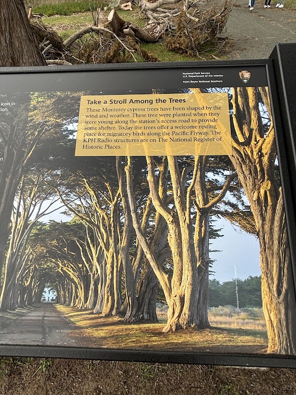 Cypress Tree Tunnel 5