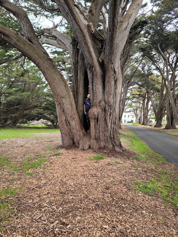 Cypress Tree Tunnel 3