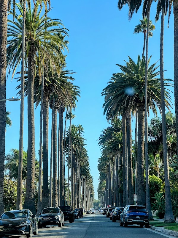 LA Palm Trees
