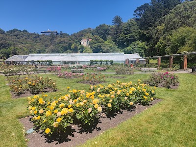 Lady Norwood Rose Garden 1