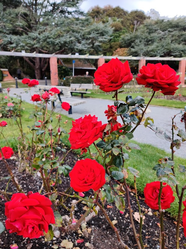 Lady Norwood Rose Garden 2