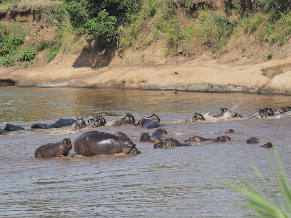 Mara river 4
