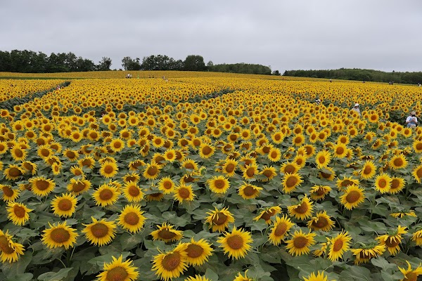 Hokuryu Sunflower Village