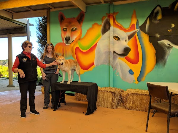 Dingo Discovery Sanctuary, Research and Education Centre 1