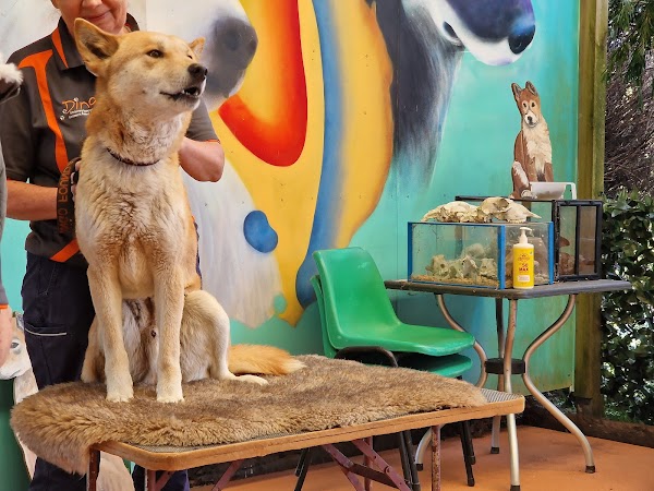 Dingo Discovery Sanctuary, Research and Education Centre 4