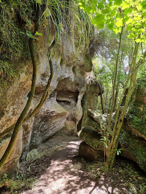 The Grove Scenic Reserve 5