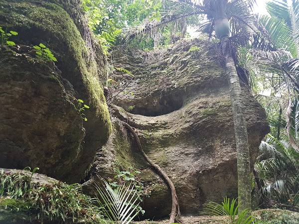 The Grove Scenic Reserve 3