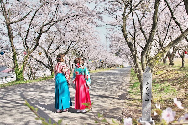 あらた坂(山室の桜並木)