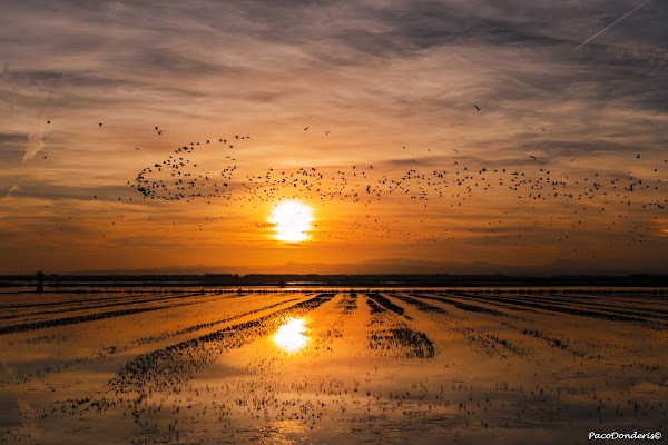 Parc Natural de l'Albufera 2