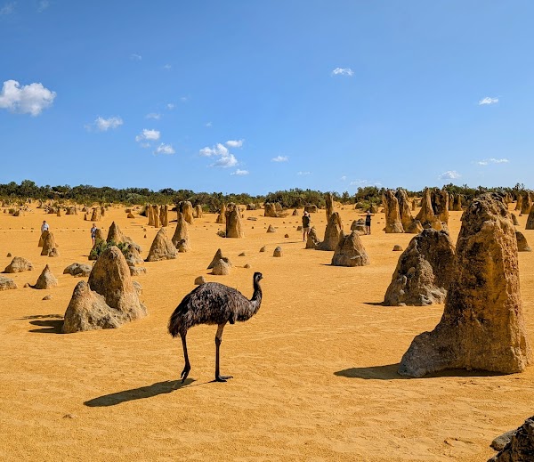 The Pinnacles Desert 4