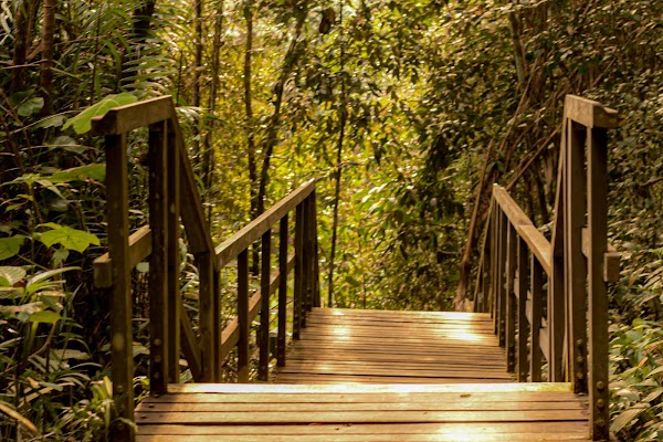 MacRitchie Reservoir 3