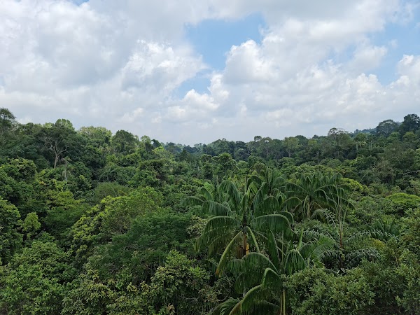 MacRitchie Reservoir 2