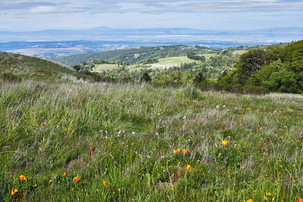 Russian Ridge Open Space Preserve