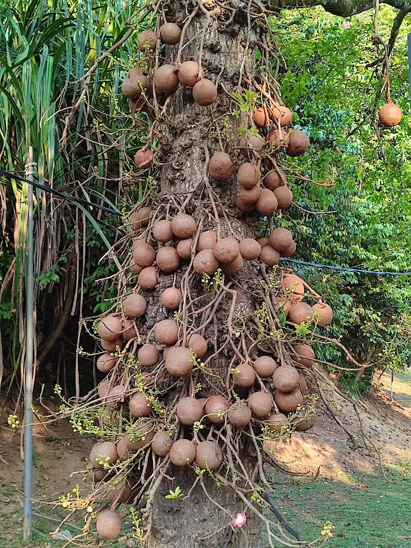 Penang Botanic Gardens 4