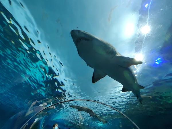 Ripley's Aquarium of Canada 5