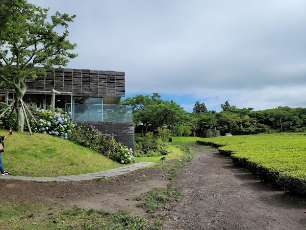Osulloc Green Tea Field 3