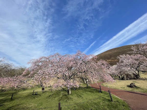Secret Cherry Blossom Spots in Korea and Japan 1