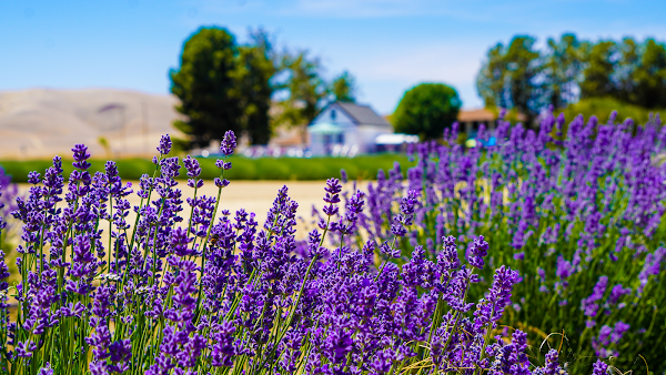 The Lavender Garden