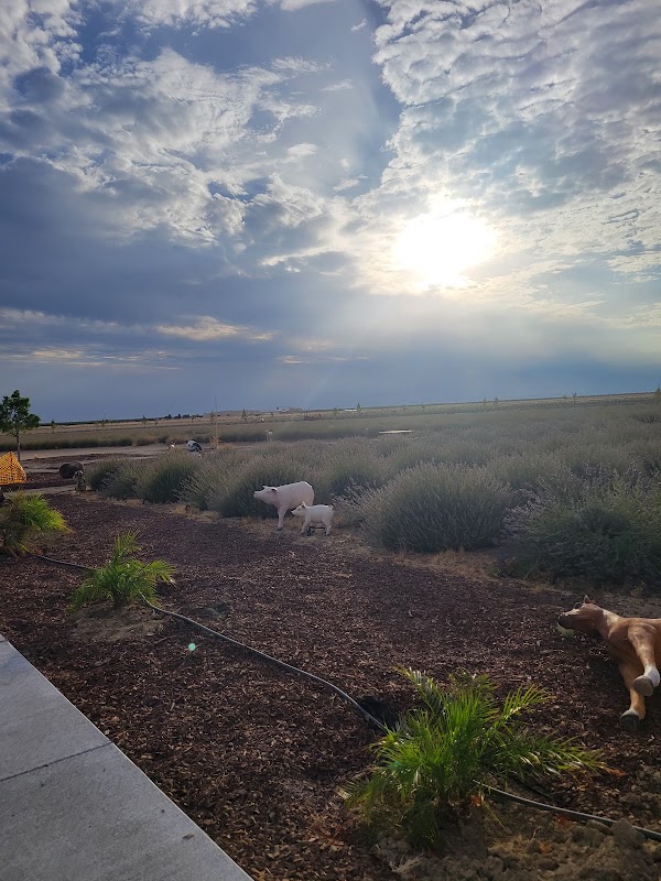 The Lavender Garden 3