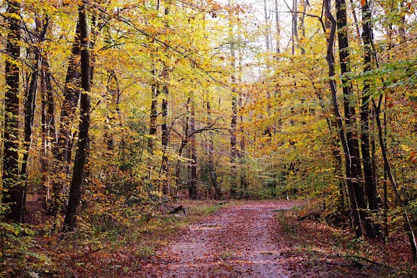 Forest Trail