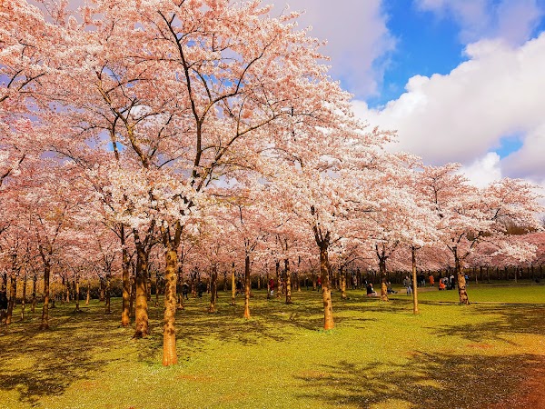 Het Amsterdamse Bos 5