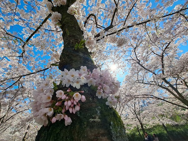 Het Amsterdamse Bos 4