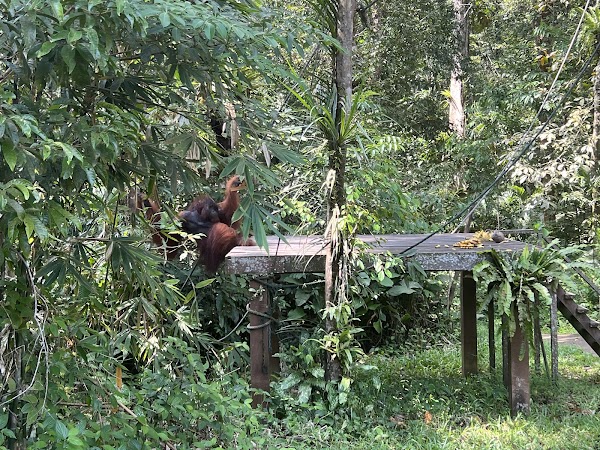Semenggoh Wildlife Centre 3