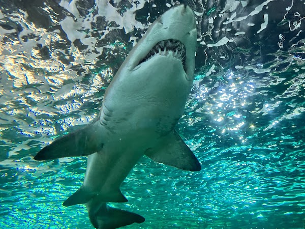 SEA LIFE Sydney Aquarium 3