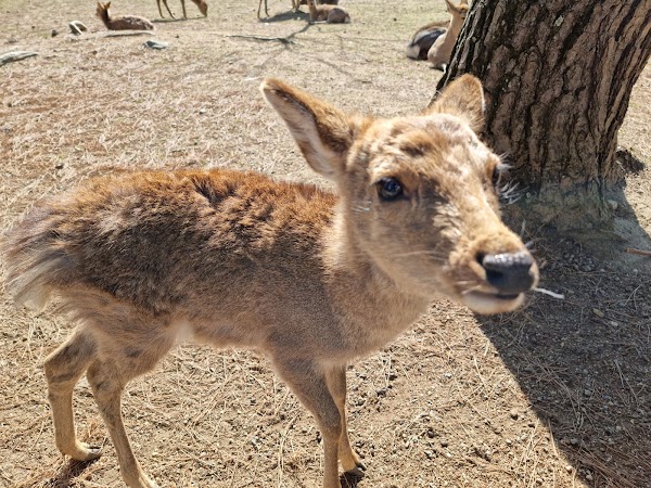 Nara Park 4